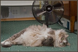 спека вентилятор жара
