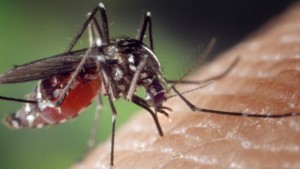 комары инфекция вирус